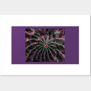 cactus Posters and Art